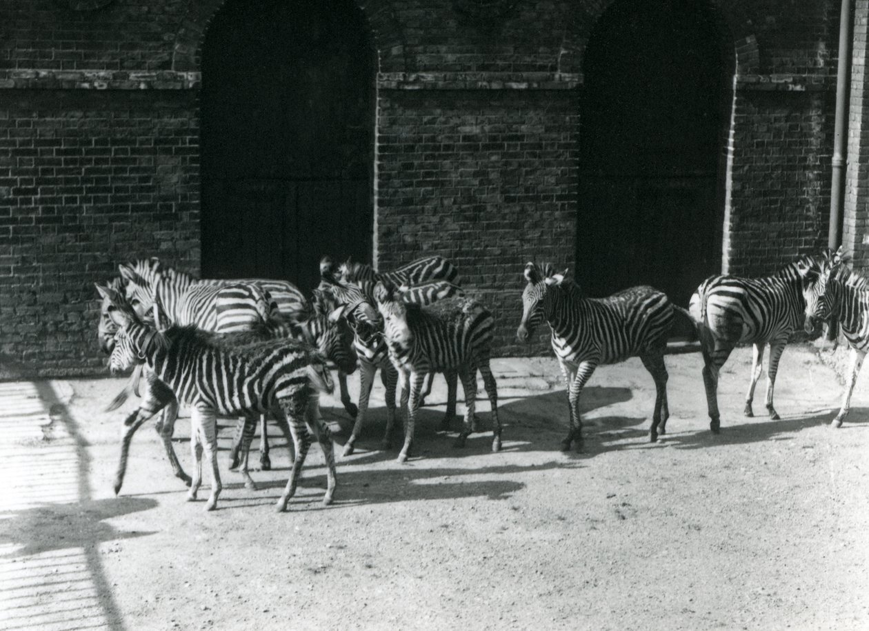 Una pequeña manada de cebras de Chapman en el Zoológico de Londres en 1924 de Frederick William Bond