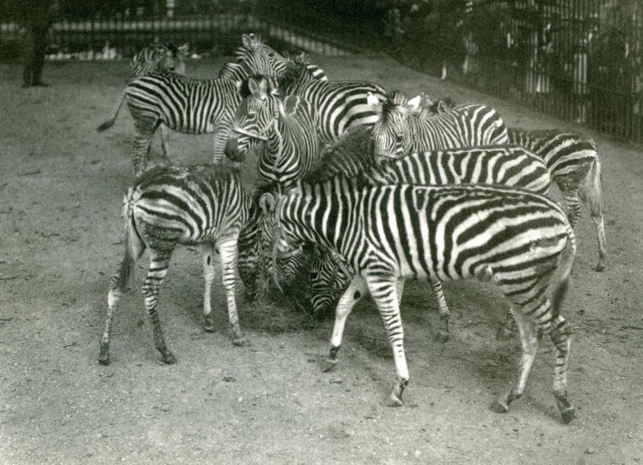 Una pequeña manada de cebras de Chapman, incluyendo jóvenes, Zoológico de Londres en 1923 de Frederick William Bond