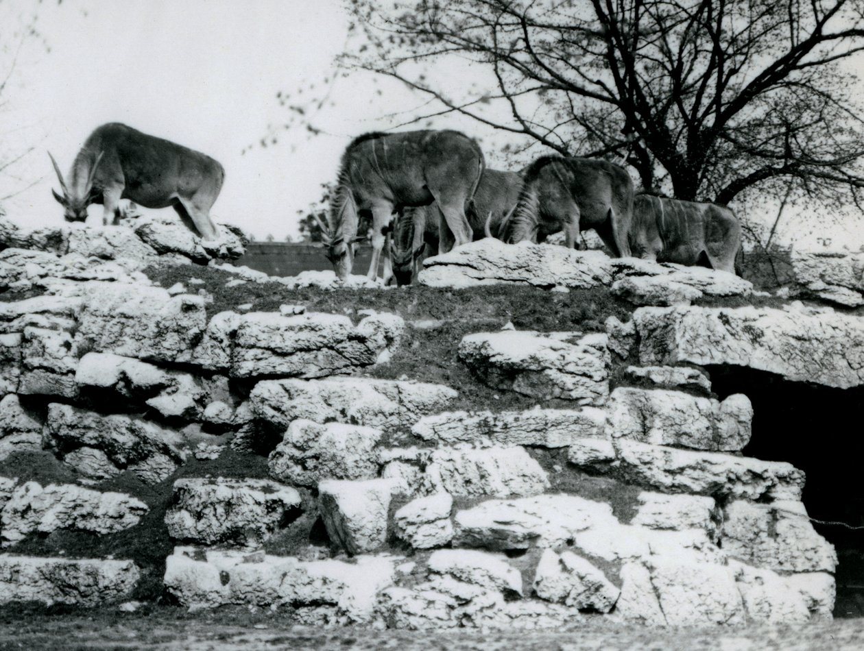 Una pequeña manada de Eland común pastando entre las rocas en el Paddock de Antílopes Eland en el Zoológico de Londres en junio de 1925 de Frederick William Bond