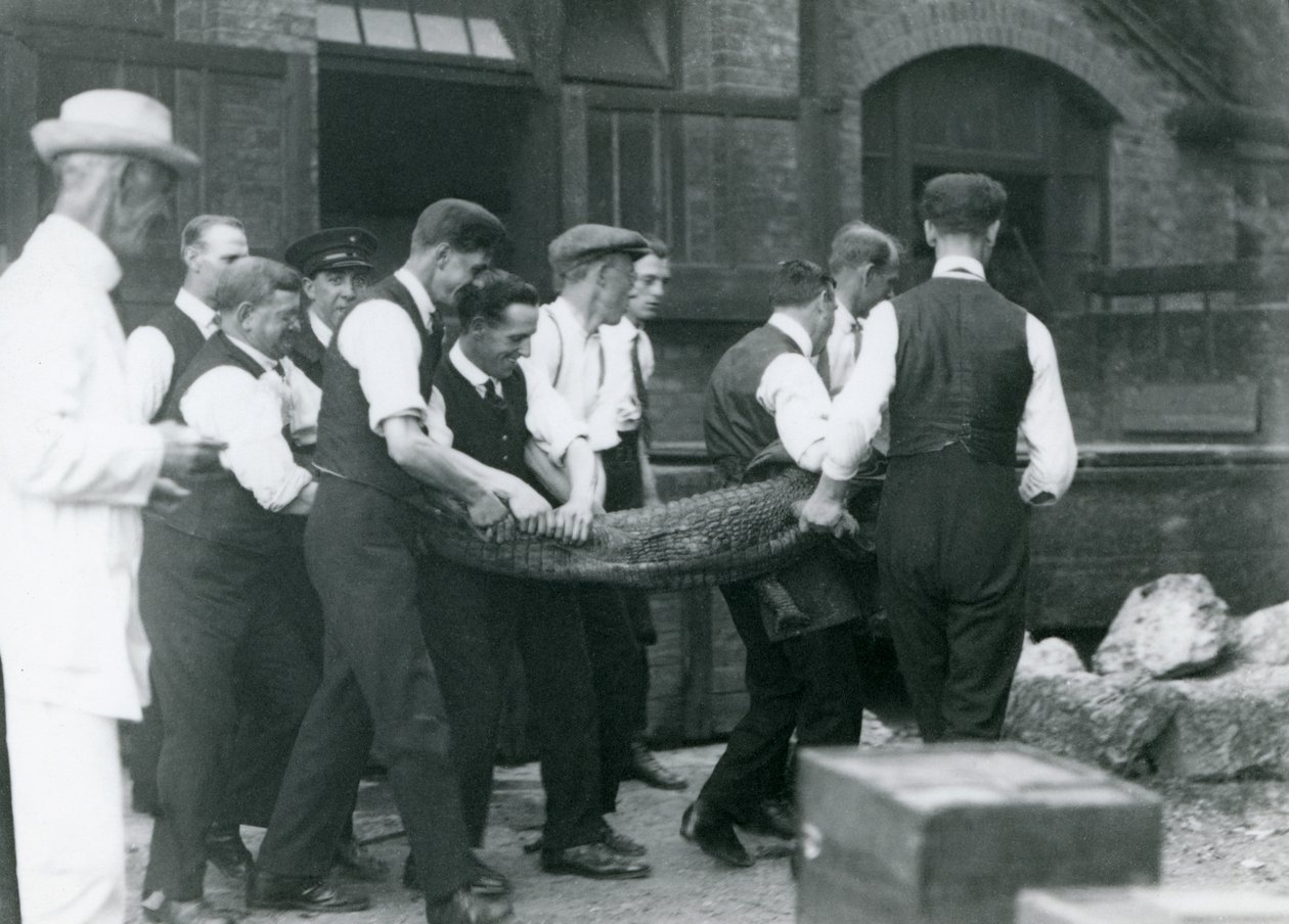 Un equipo de hombres lleva un caimán bajo la supervisión de Sir Peter Chalmers Mitchell, zoológico de Londres, 1924 de Frederick William Bond
