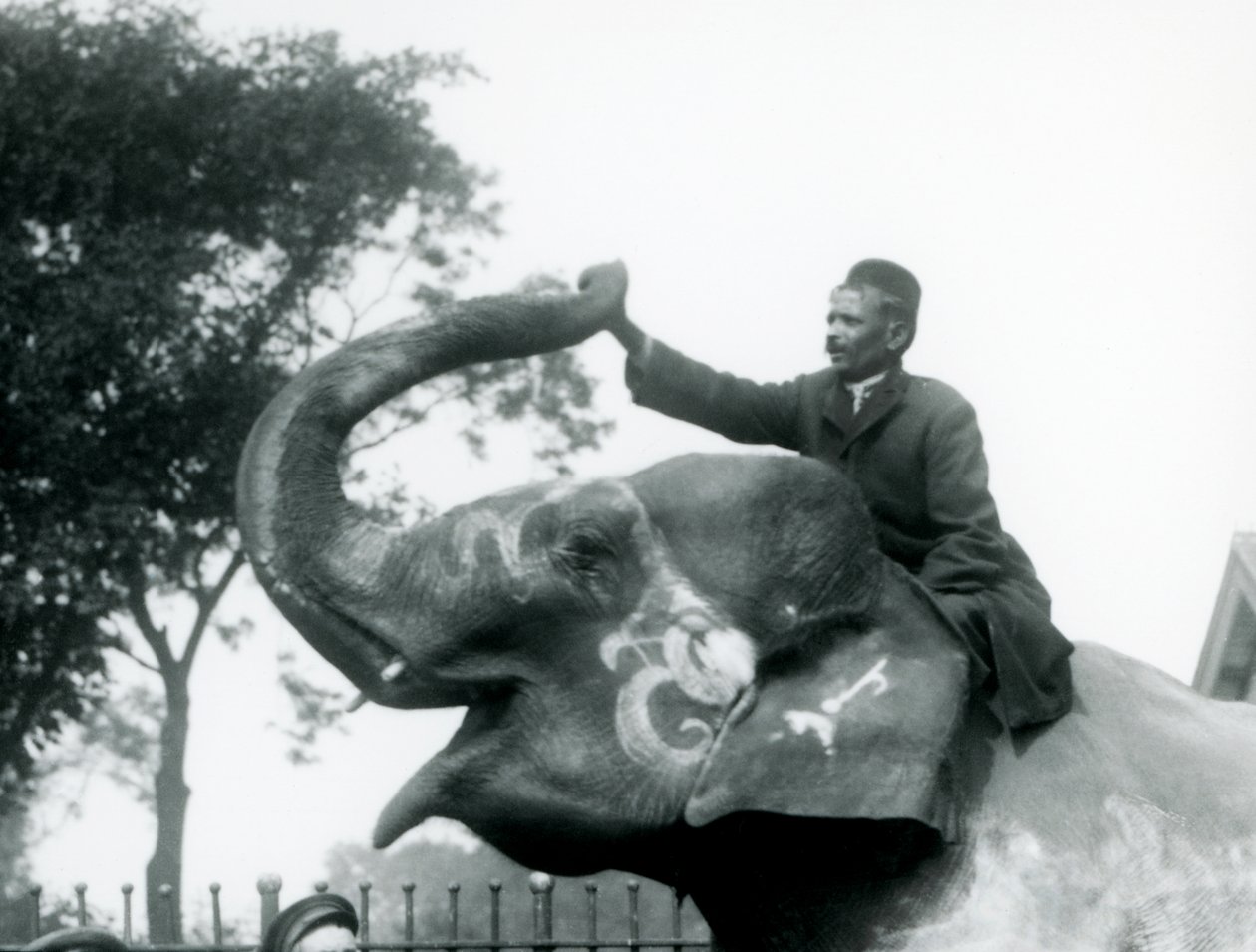 Un entrenador sentado a horcajadas en el cuello de un Elefante Indio decorado mientras se inclina hacia adelante para sostener el extremo de su trompa levantada, Zoológico de Londres, 1927 de Frederick William Bond
