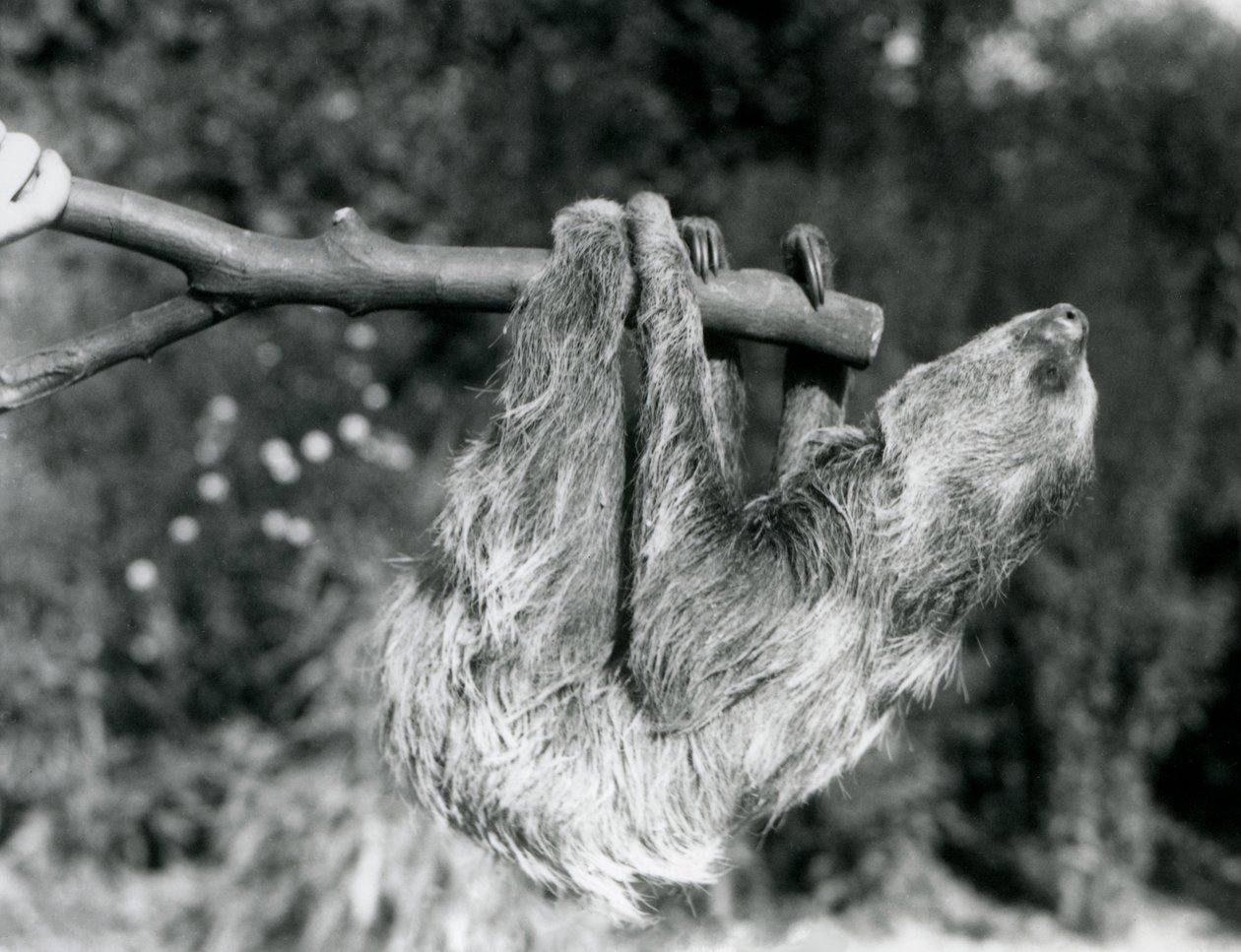 Un perezoso de dos dedos colgando de una rama cortada, sostenida por un cuidador, Zoológico de Londres, septiembre de 1925 de Frederick William Bond