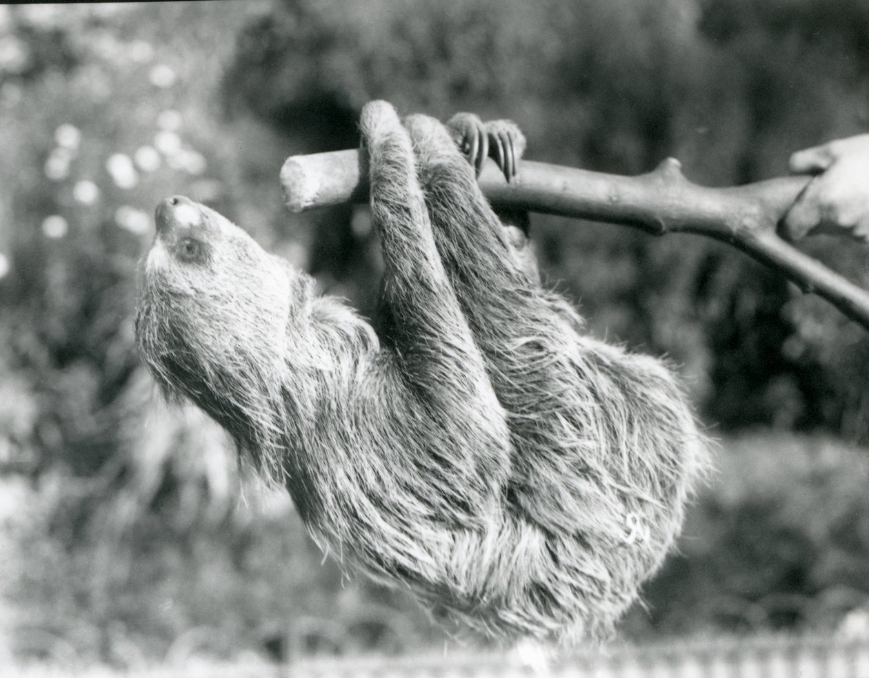 Un perezoso de dos dedos colgando de una rama cortada, sostenida por un cuidador, Zoológico de Londres, septiembre de 1925 de Frederick William Bond
