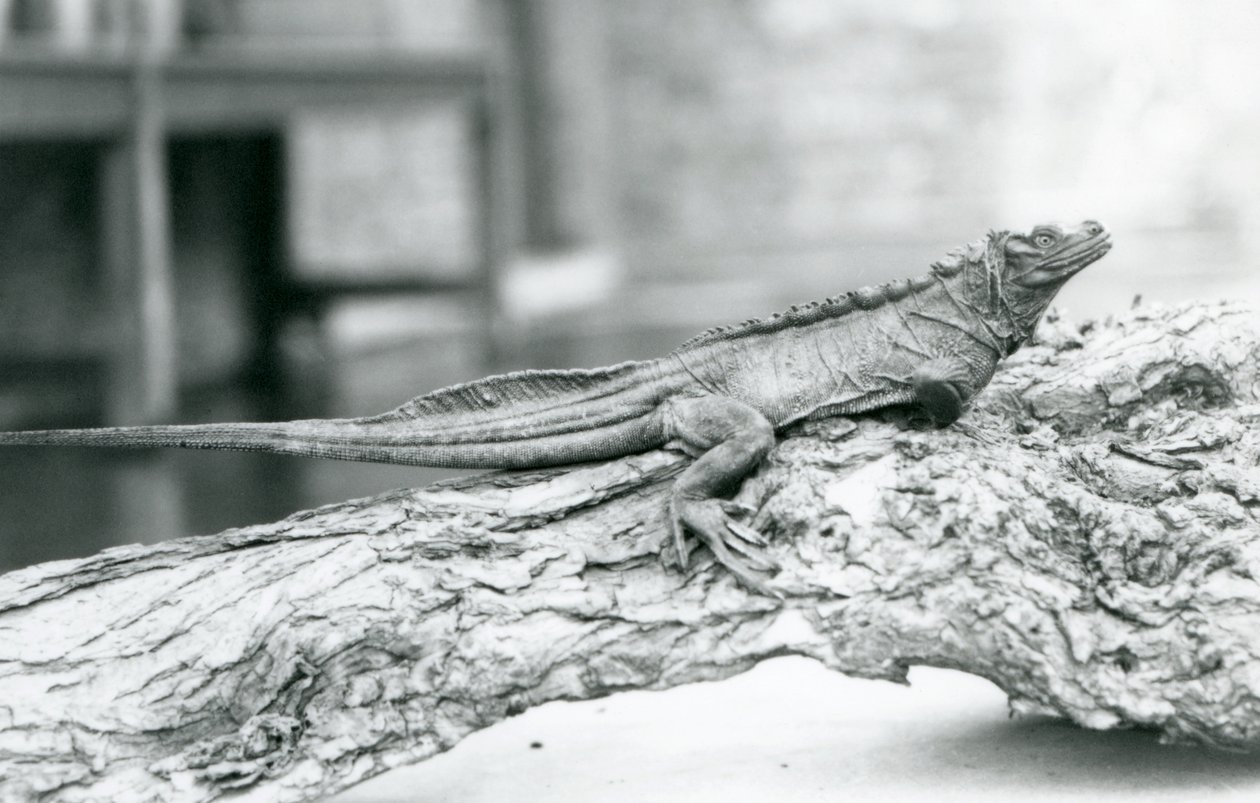 Un vulnerable lagarto de vela descansando en un tronco en el Zoológico de Londres en 1928 de Frederick William Bond
