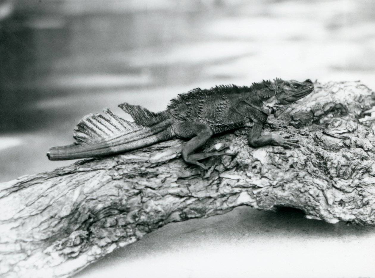 Un vulnerable lagarto de vela, con una cola dañada, descansando en un tronco en el zoológico de Londres en 1929 de Frederick William Bond