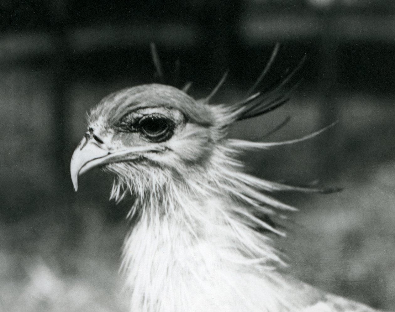 Un vulnerable pájaro secretario en el Zoológico de Londres en 1928 (foto en b/n) de Frederick William Bond