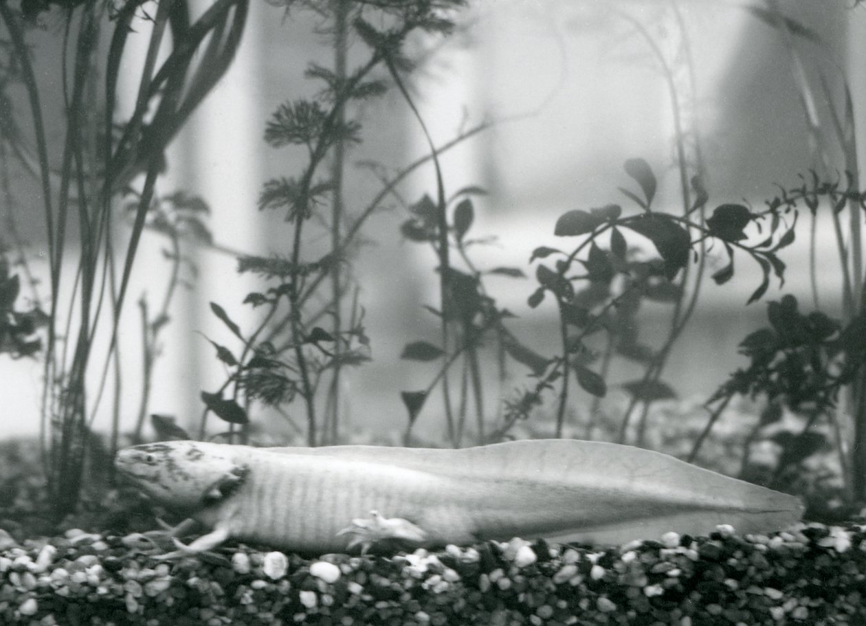 Un Axolote Blanco/Salamandra Mexicana descansando sobre grava en el fondo de un tanque en el Zoológico de Londres en 1928 de Frederick William Bond