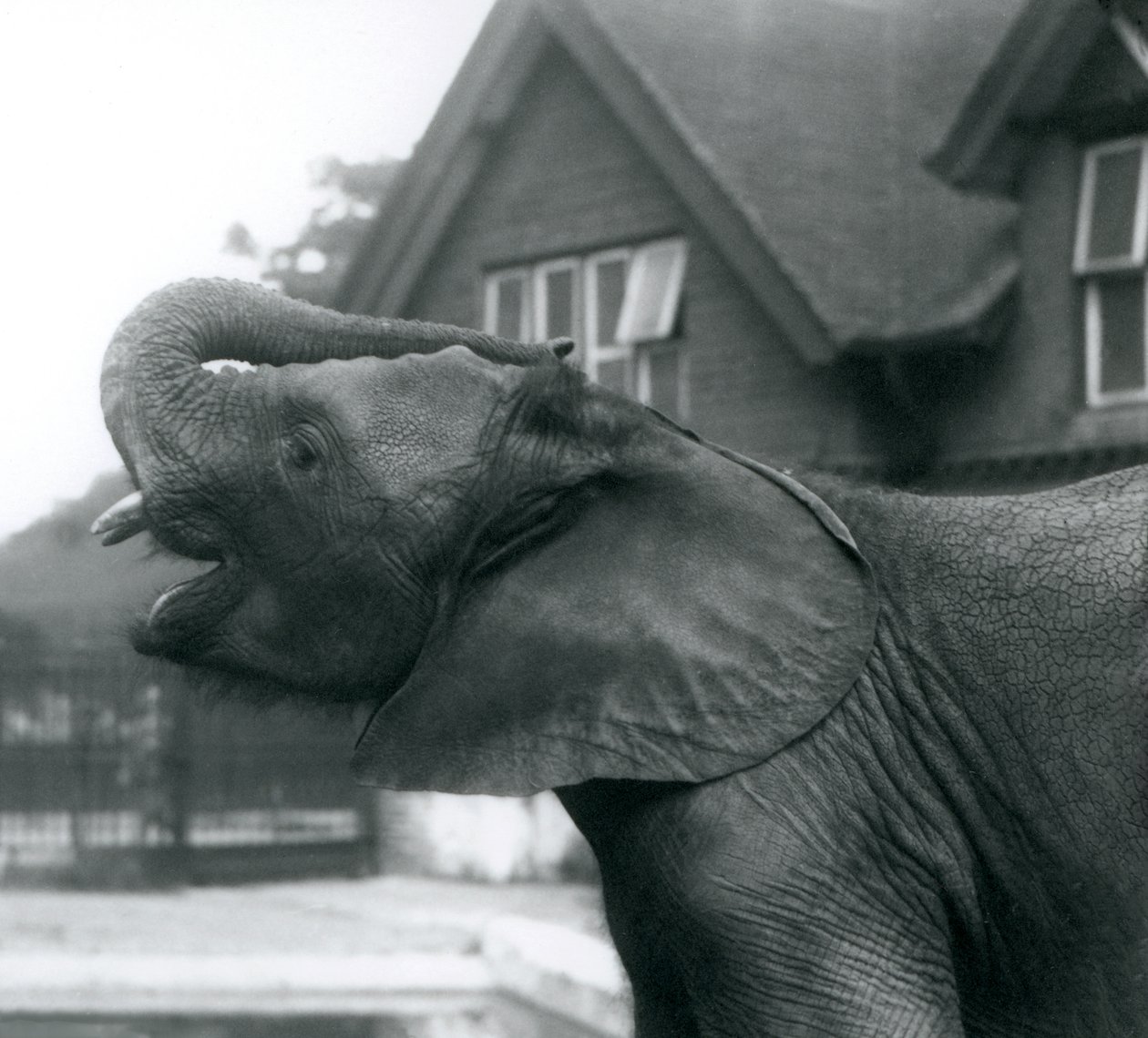 Un joven elefante africano con su trompa levantada sobre su frente, Zoológico de Londres, agosto de 1925 de Frederick William Bond