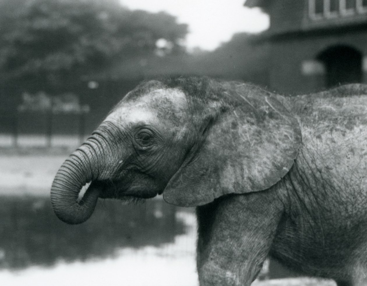 Un joven elefante africano con el extremo de su trompa en la boca, Zoológico de Londres, agosto de 1925 de Frederick William Bond