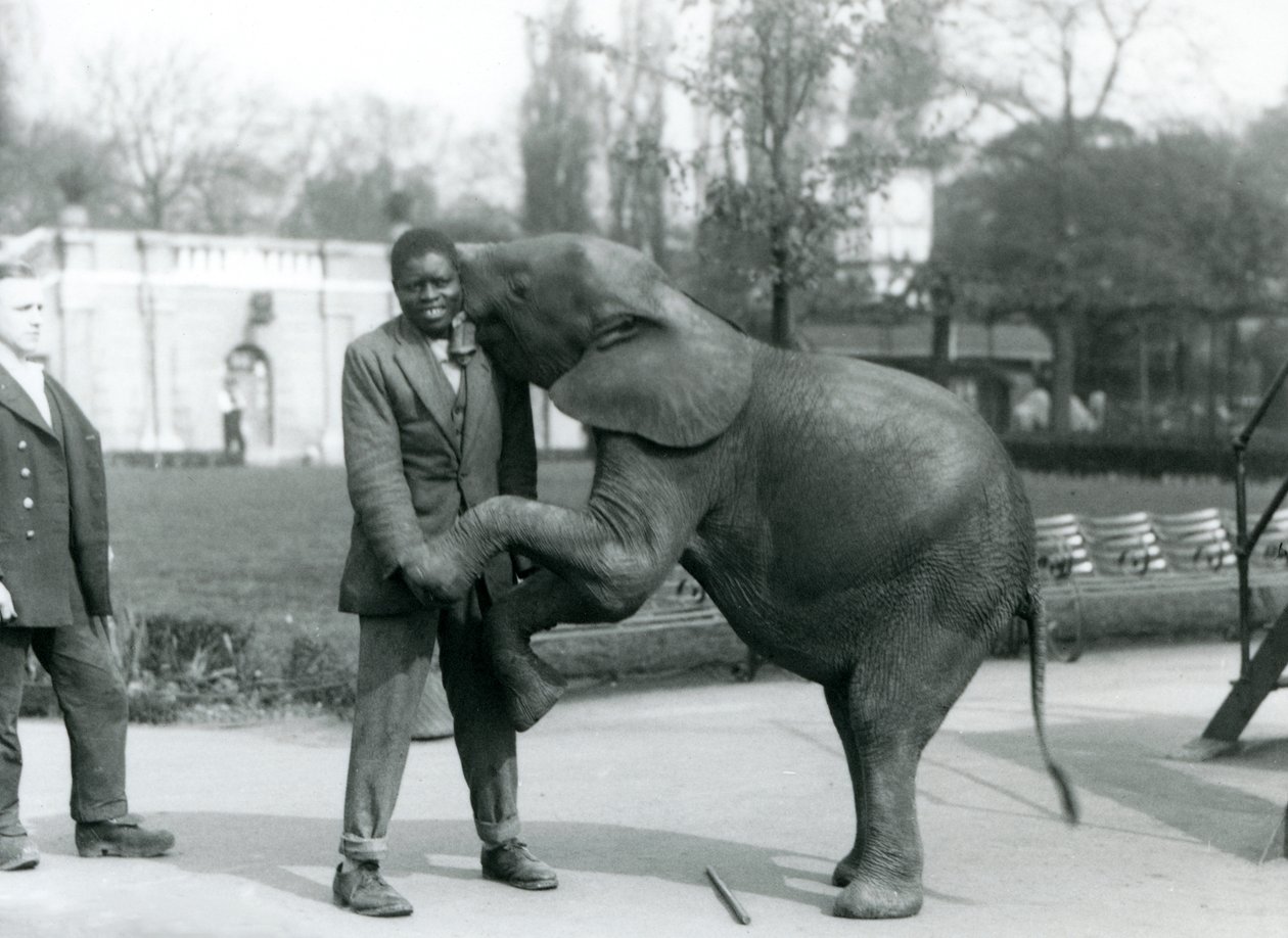 Una joven elefante pigmea africana se pone de pie sobre sus patas traseras para abrazar a su entrenador africano, mientras el cuidador observa, Zoológico de Londres, julio de 1925 de Frederick William Bond