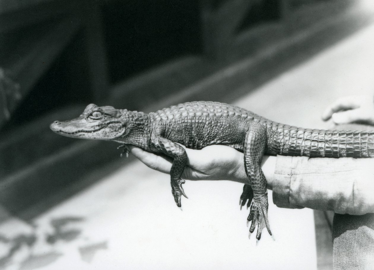 Un joven Caimán sostenido en la mano de su cuidador, Zoológico de Londres de Frederick William Bond