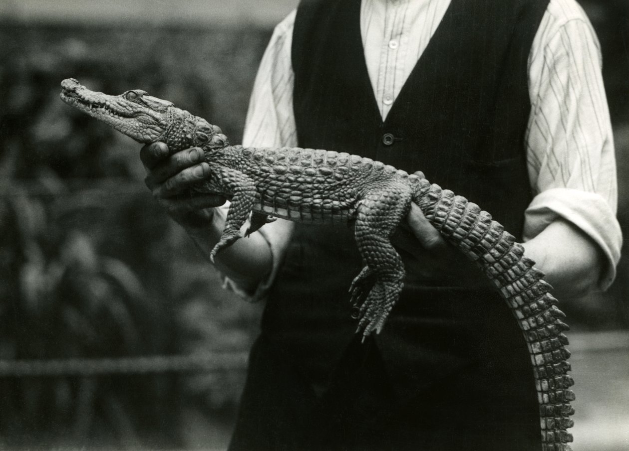 Un joven caimán americano sostenido por su cuidador, zoológico de Londres, 1924 de Frederick William Bond