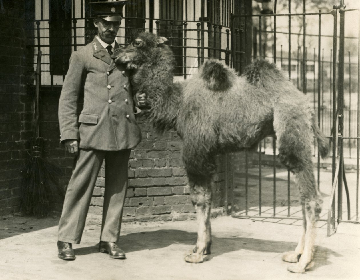 Un joven Camello Bactriano, nacido en la colección, con su cuidador, Zoológico de Londres de Frederick William Bond