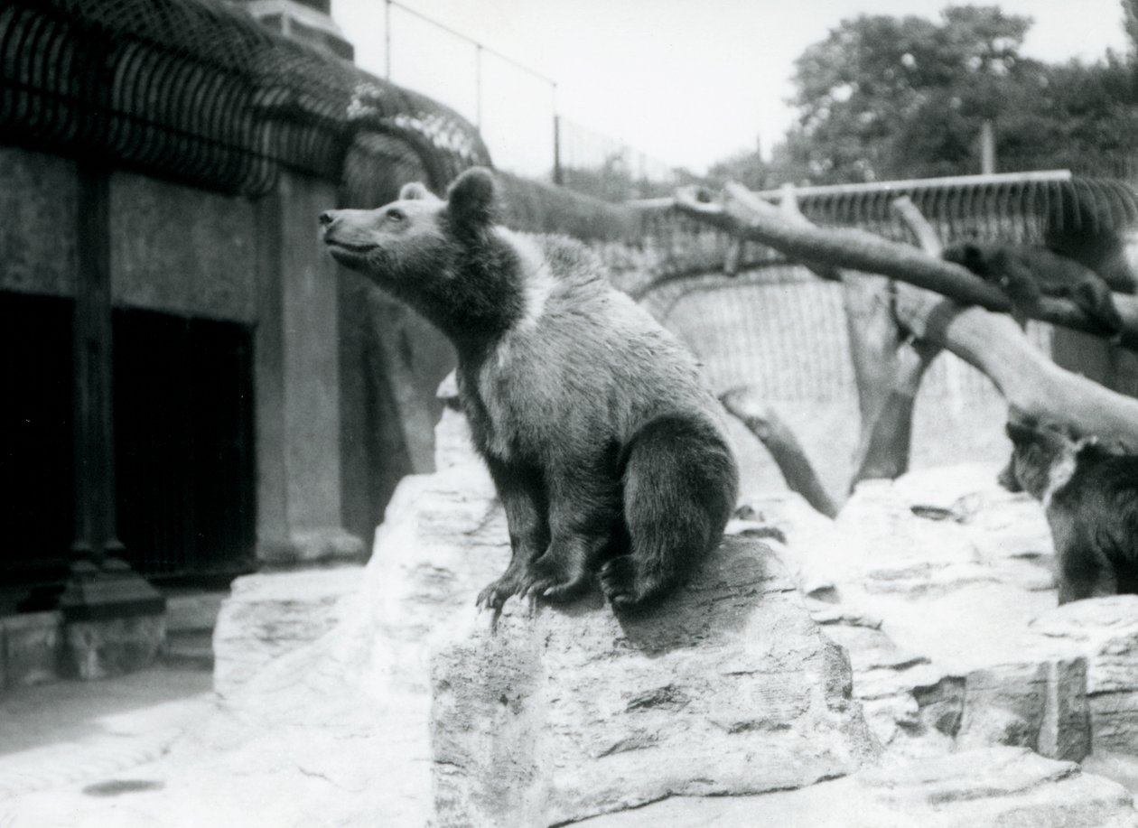 Un joven oso pardo sentado en una roca en primer plano con otro caminando detrás y un tercero durmiendo en una rama, Zoológico de Londres, agosto de 1913 de Frederick William Bond