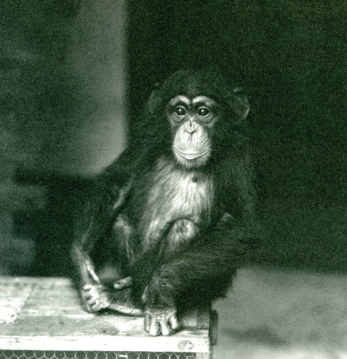 Un joven chimpancé sentado en una caja de madera en el zoológico de Londres en 1924 de Frederick William Bond