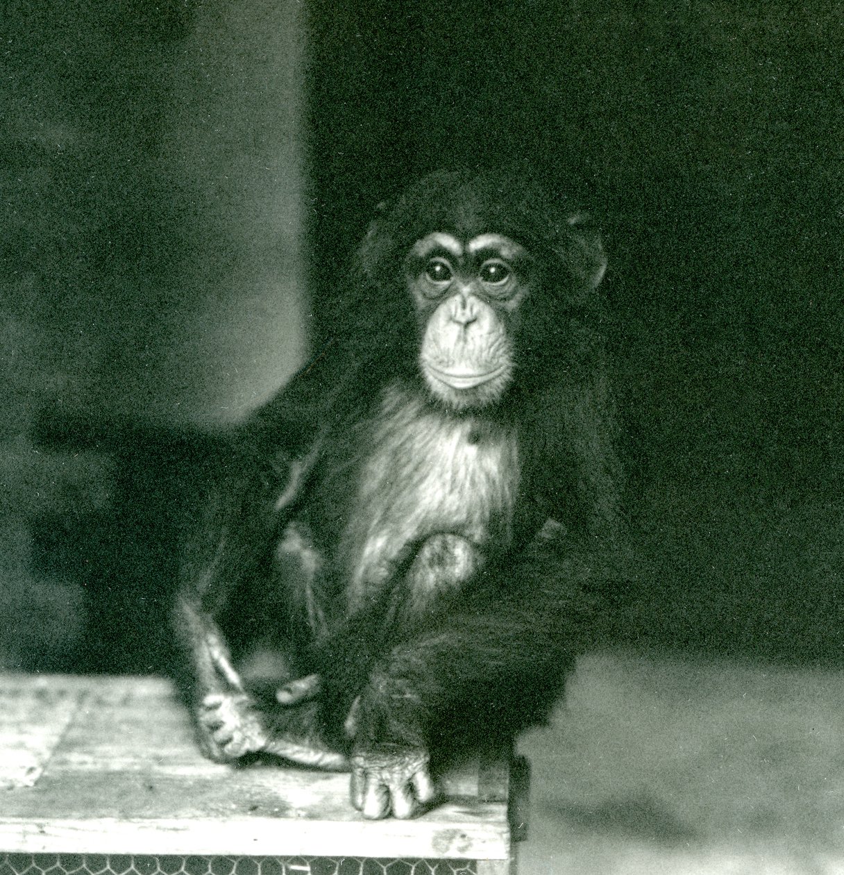 Un joven chimpancé sentado en una caja de madera en el Zoológico de Londres en 1924 de Frederick William Bond