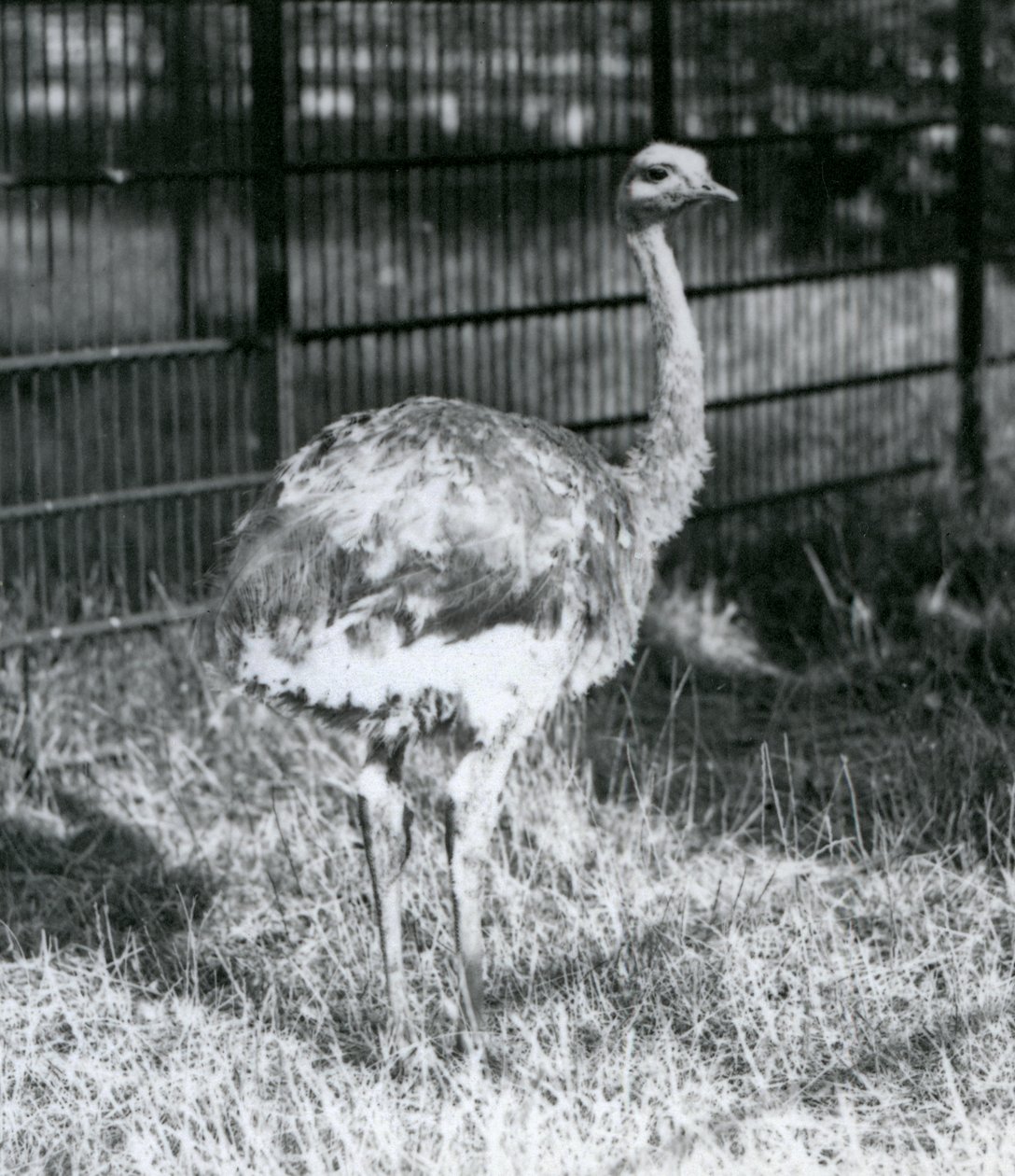 Un joven Ñandú de Darwin/Ñandú Menor de pie sobre el césped, junto a la cerca de su recinto, Zoológico de Londres de Frederick William Bond