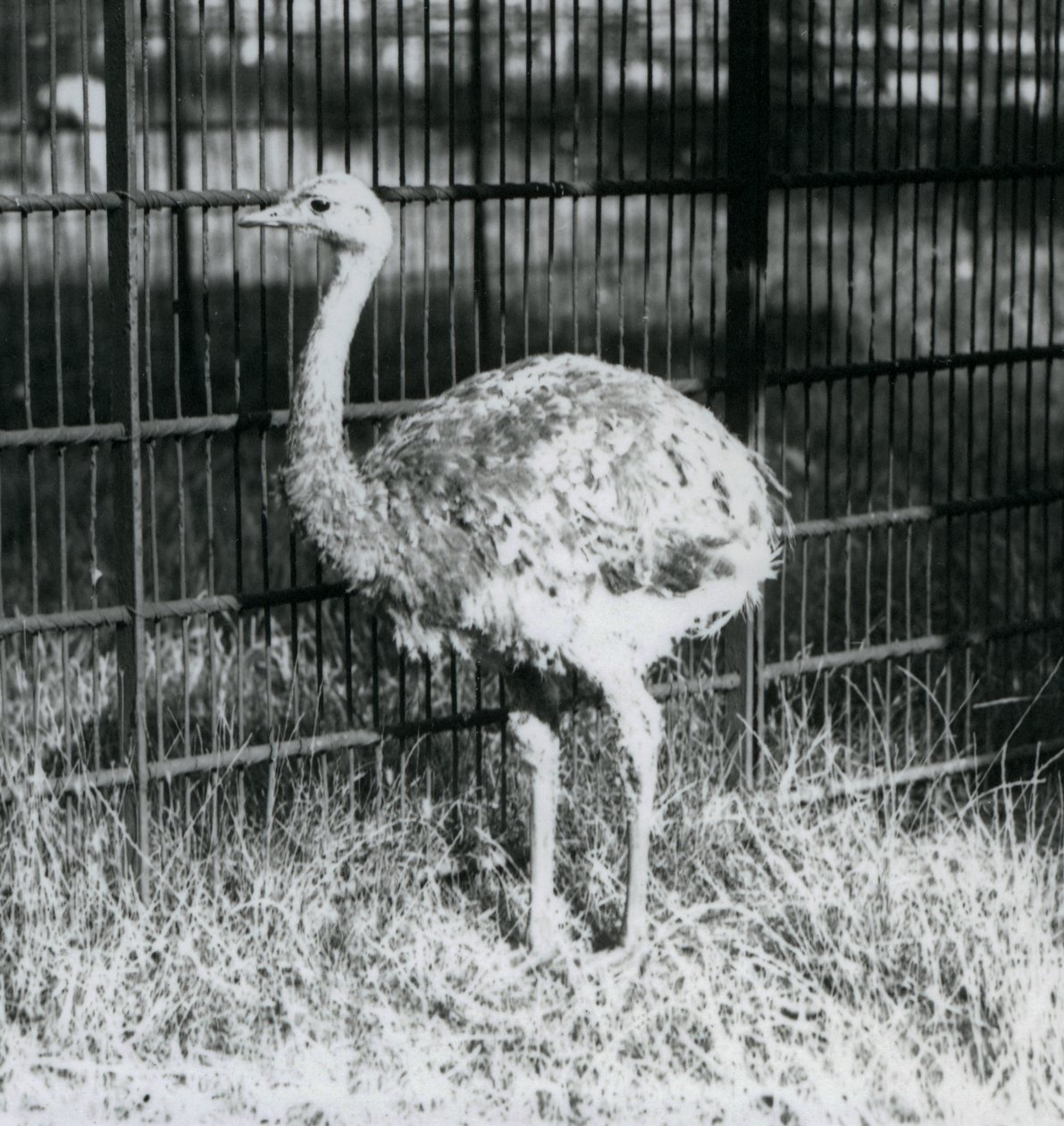 Un joven ñandú de Darwin/ñandú menor de pie sobre el césped, junto a la cerca de su recinto, Zoológico de Londres de Frederick William Bond