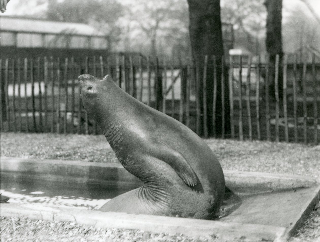 Un joven Elefante Marino estirándose hacia atrás, Zoológico de Londres de Frederick William Bond