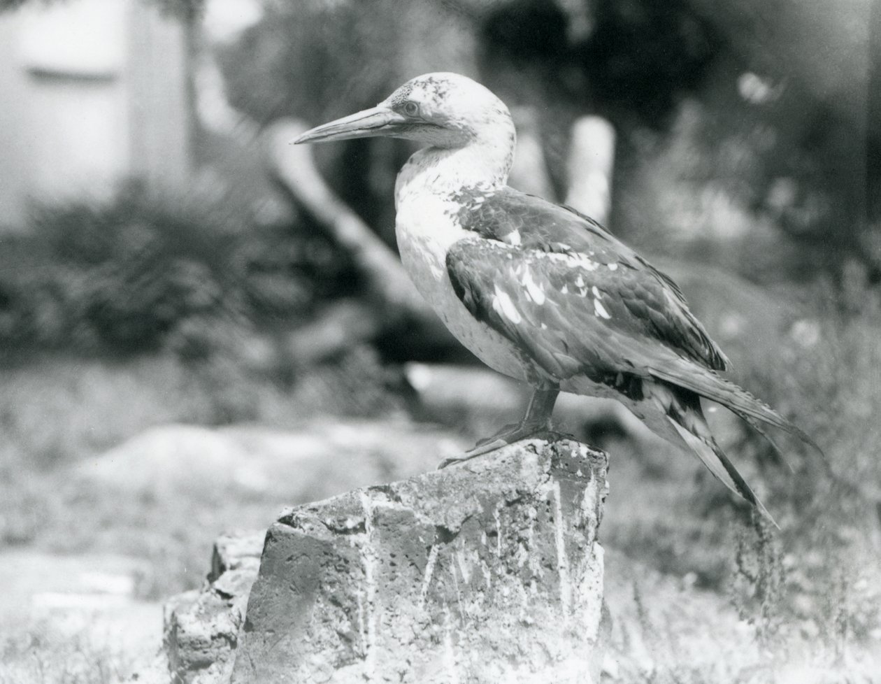 Un joven Alcatraz posado en un tocón de árbol en el Zoológico de Londres en 1929 (foto en blanco y negro) de Frederick William Bond