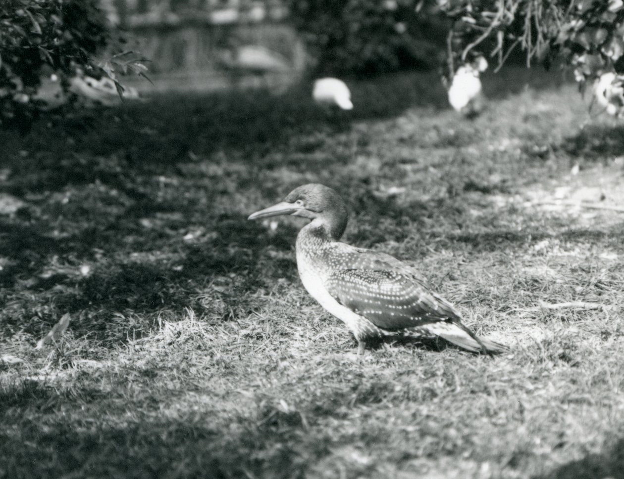 Un joven alcatraz de pie sobre el césped en el Zoológico de Londres en septiembre de 1927 de Frederick William Bond