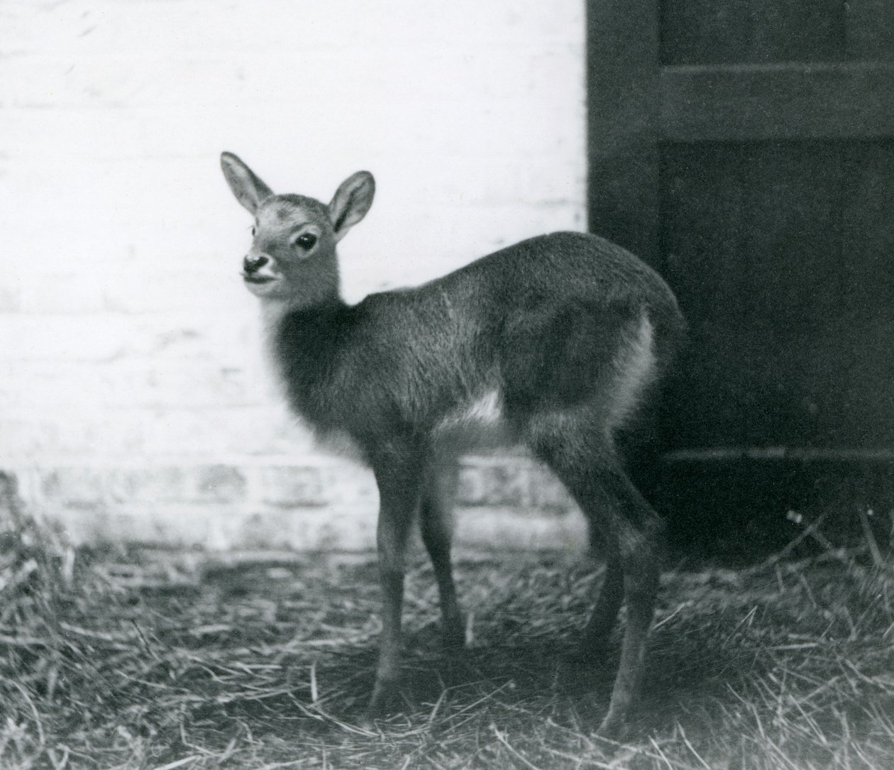 Un joven Lechwe de pie sobre heno, Zoológico de Londres, enero 1926 de Frederick William Bond