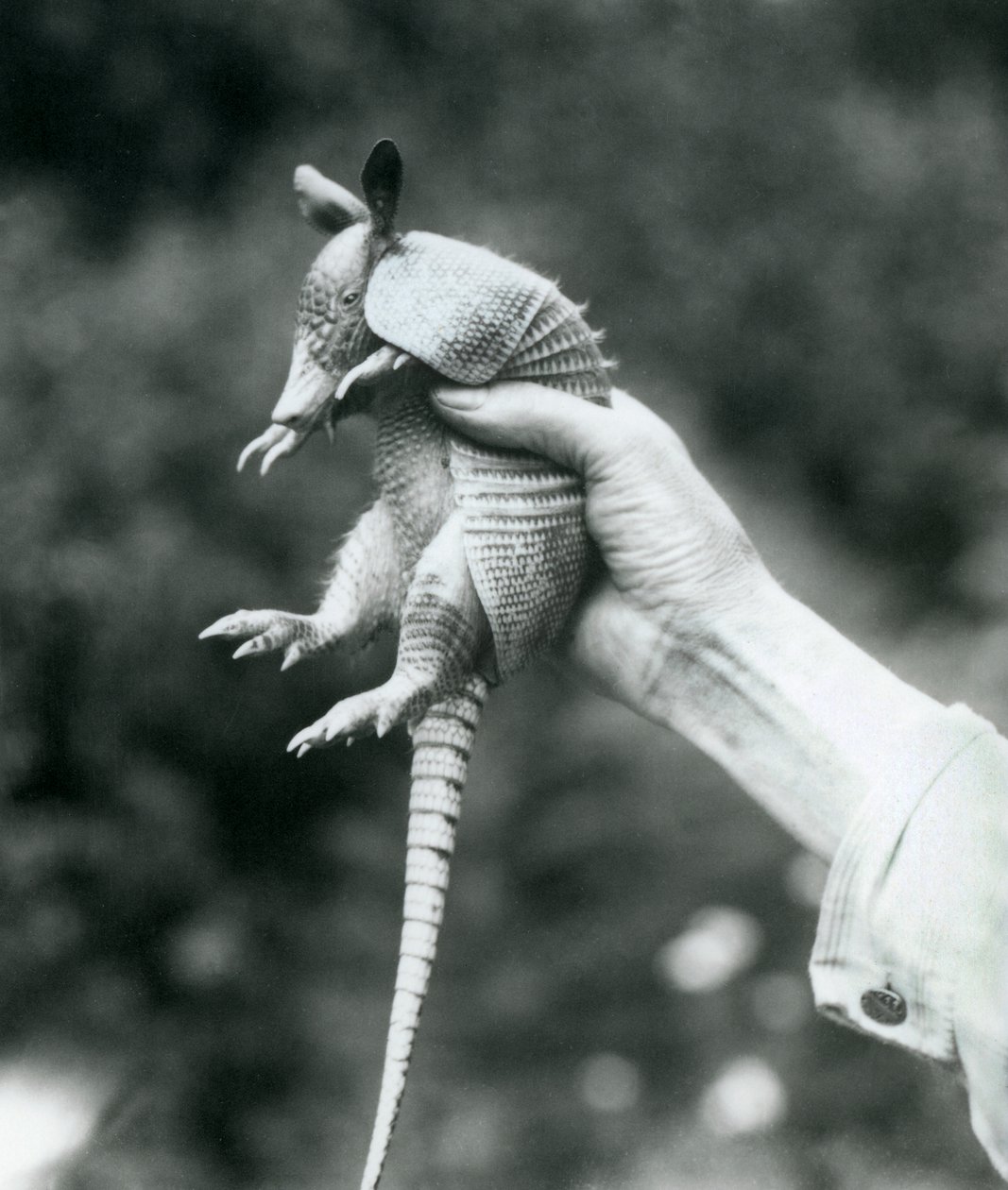 Un joven armadillo de nueve bandas sostenido en la mano de un cuidador, Zoológico de Londres, agosto de 1926 de Frederick William Bond
