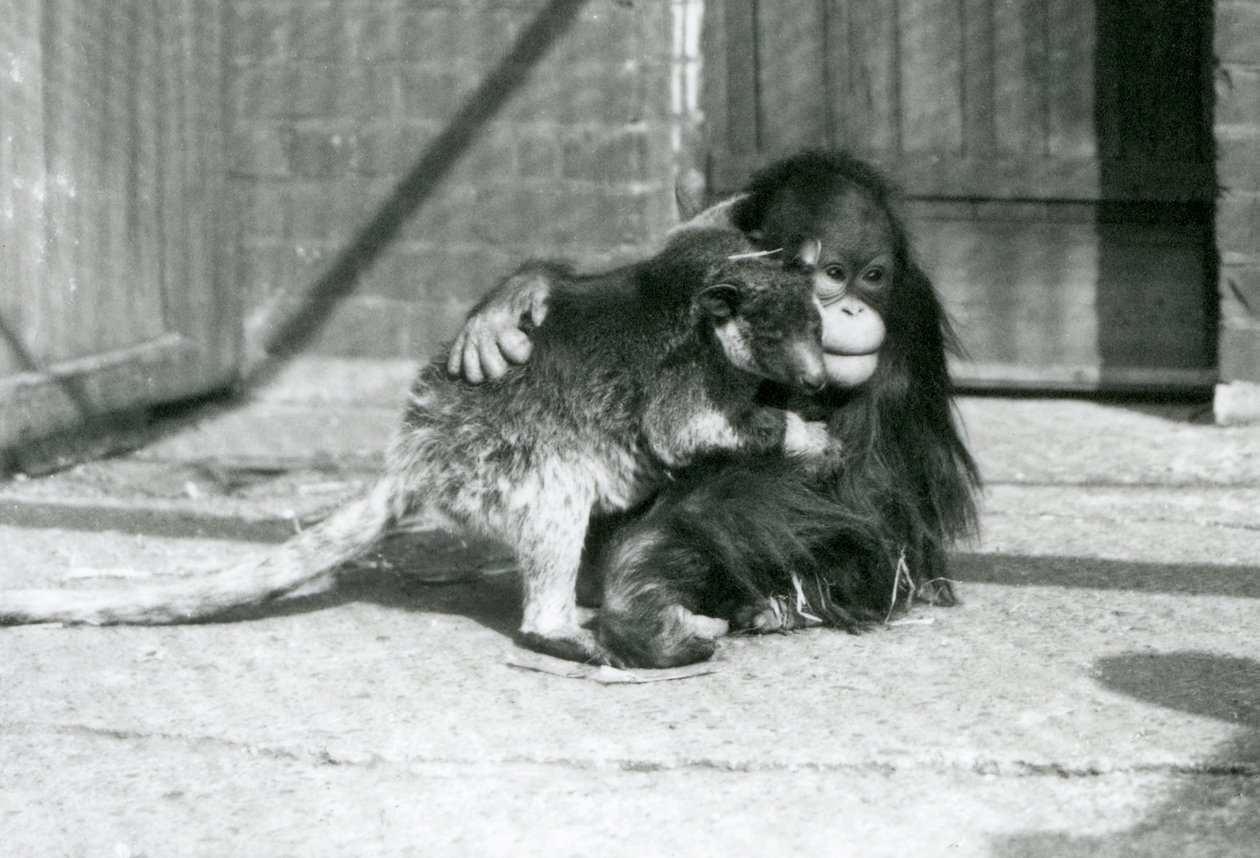Un joven orangután abraza a un canguro arborícola en el zoológico de Londres en 1927 de Frederick William Bond
