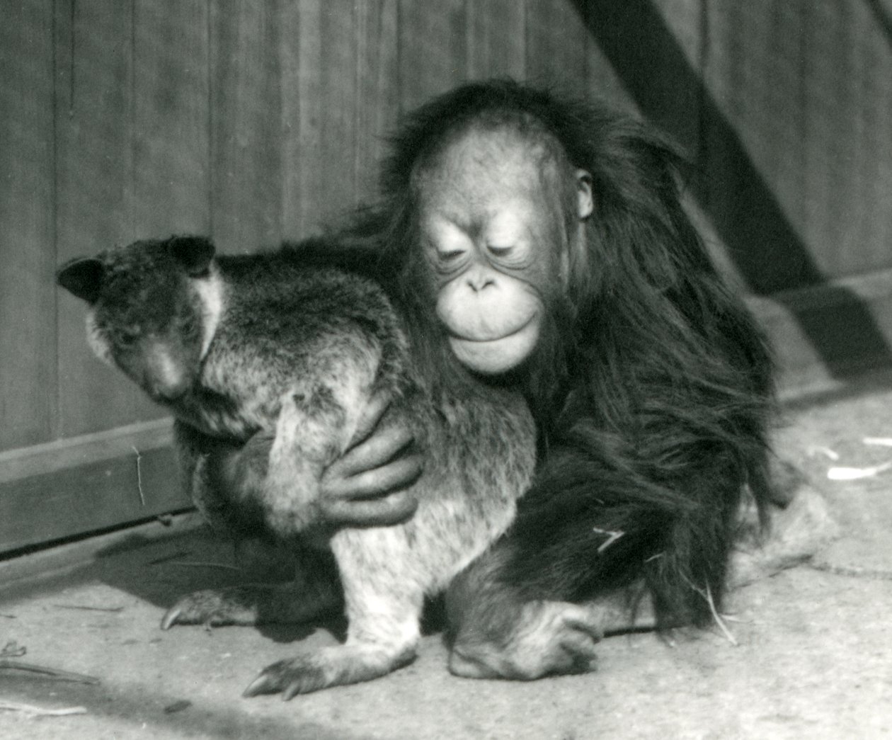 Un joven orangután abraza a un canguro arborícola en el Zoológico de Londres en 1927 de Frederick William Bond