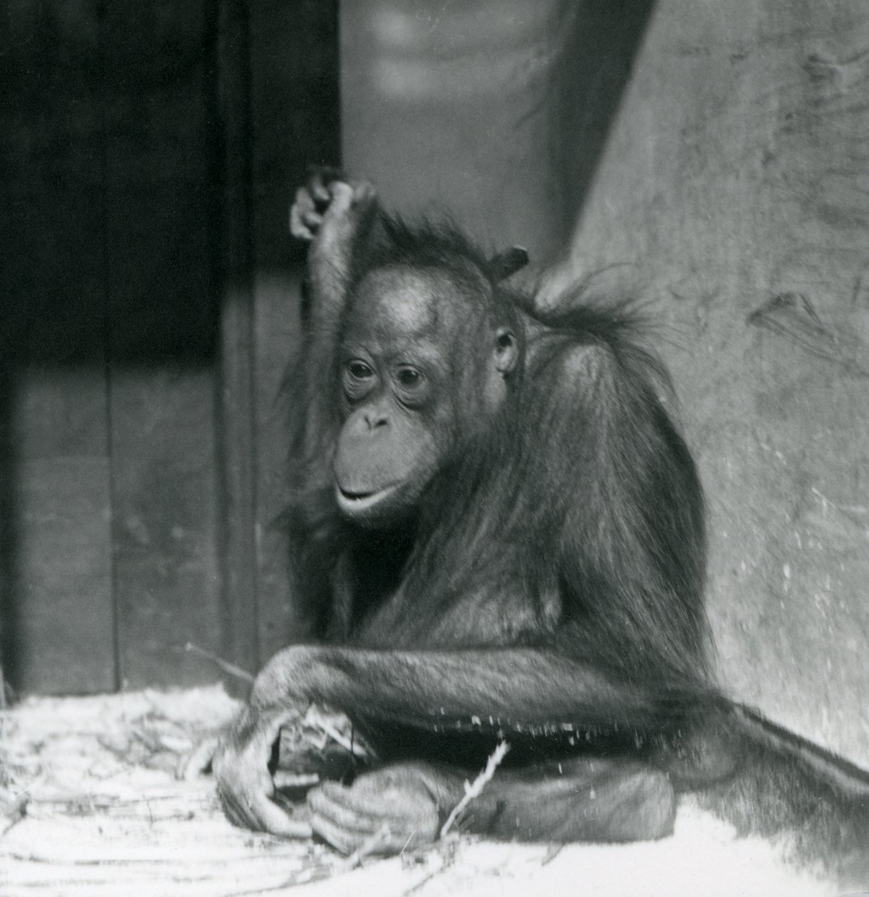 Un joven orangután sentado en su recinto en el Zoológico de Londres, octubre de 1925 de Frederick William Bond