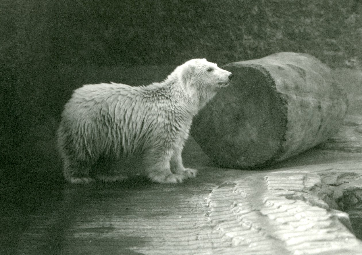 Un joven oso polar en el Zoológico de Londres en noviembre de 1924 de Frederick William Bond