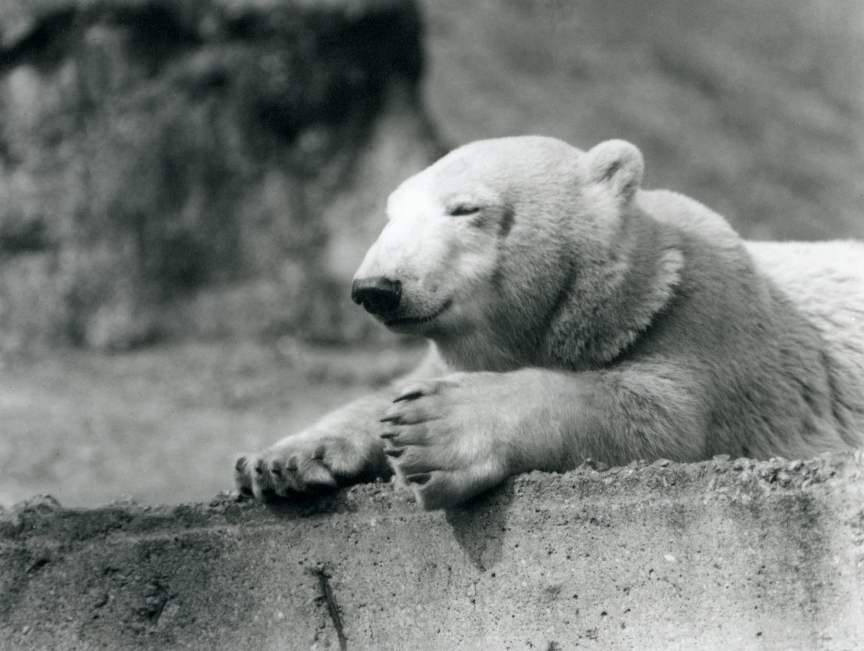Un joven oso polar descansando en un borde de concreto en el Zoológico de Londres en 1927 de Frederick William Bond
