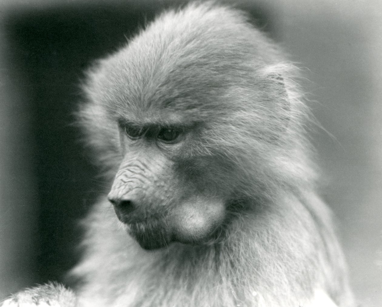 Un joven babuino sagrado con su bolsa de mejillas llena, Zoológico de Londres, 1925 de Frederick William Bond