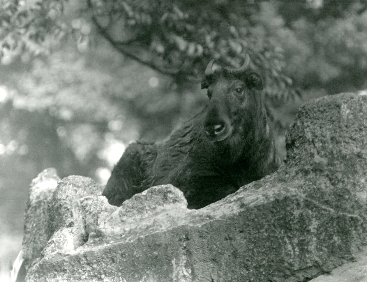 Un joven takin, también conocido como chamois de ganado o cabra gnu, descansando en una roca, zoológico de Londres, junio de 1924 de Frederick William Bond
