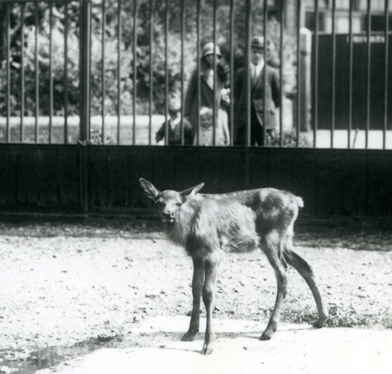 Un joven wapití/ciervo de pie en su corral, con visitantes mirando a través de las barras, Zoológico de Londres, agosto de 1927 de Frederick William Bond