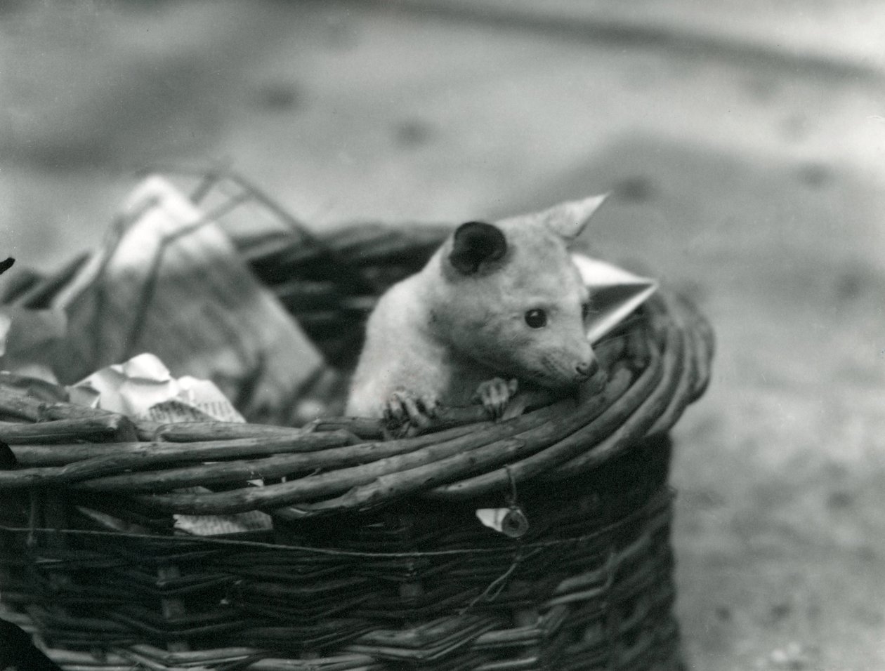 Un joven Zarigüeya albina asomándose de una cesta en el Zoológico de Londres, octubre de 1920 de Frederick William Bond