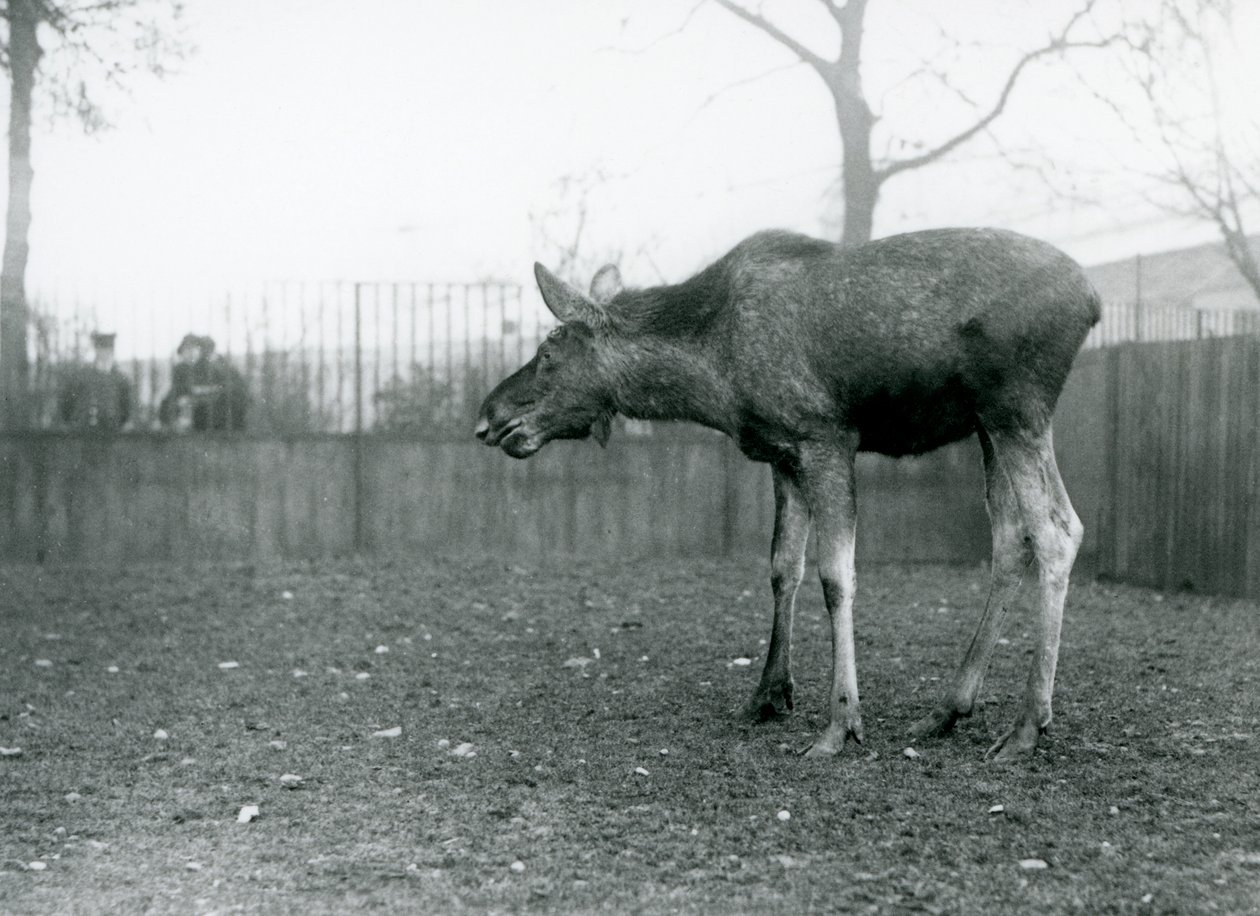 Un joven alce con heridas de astas recién caídas, en su corral en el Zoológico de Londres (foto en blanco y negro) de Frederick William Bond