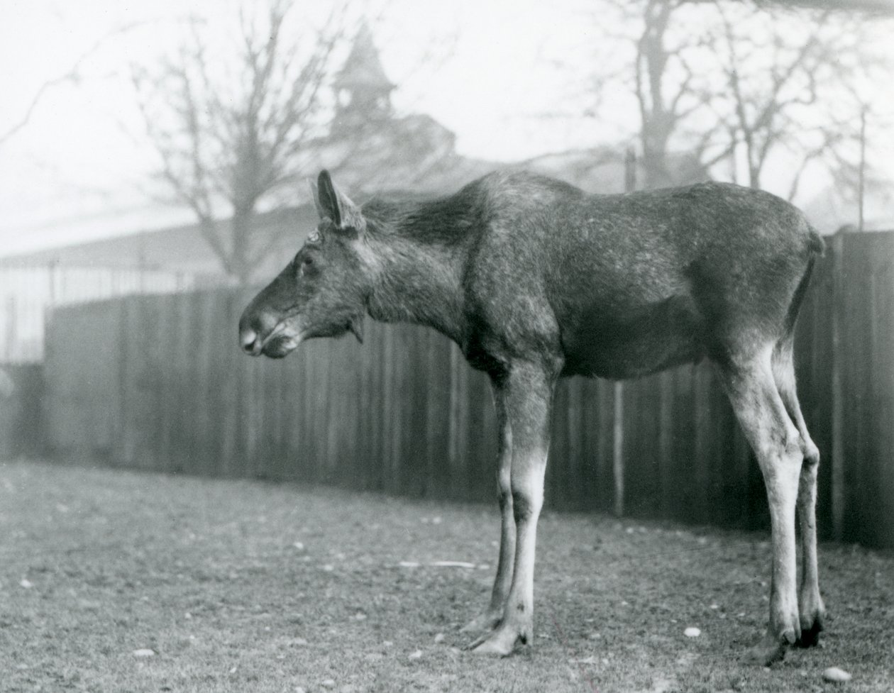 Un joven alce con heridas de astas recién caídas, de pie en su corral en el Zoológico de Londres de Frederick William Bond