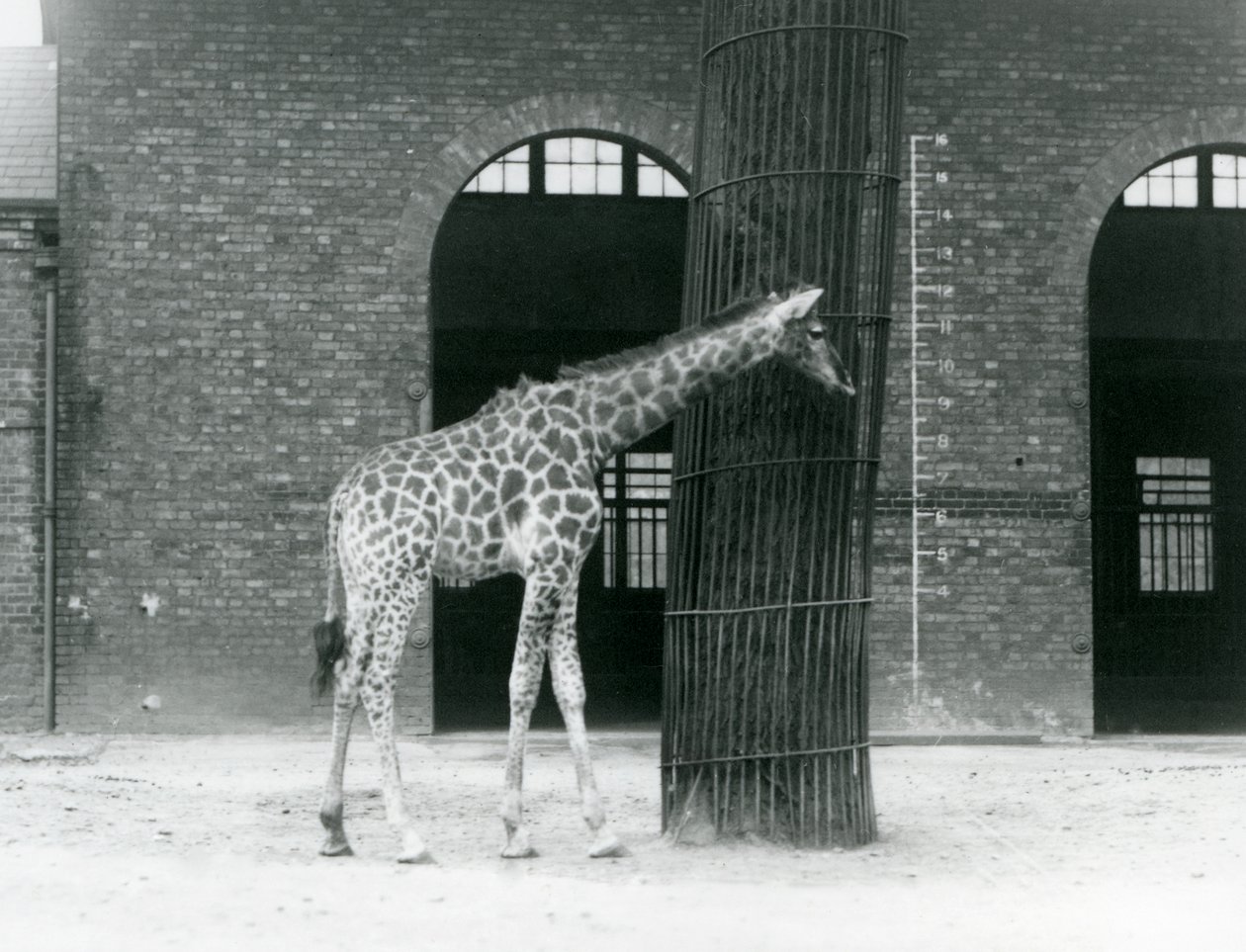 Una joven jirafa hembra parada frente a un árbol, en el paddock fuera de la Casa de las Jirafas, Zoológico de Londres de Frederick William Bond