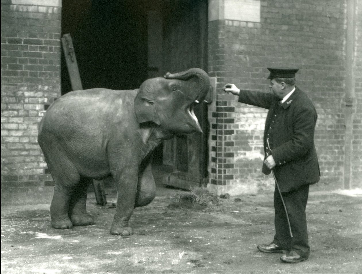 Una joven elefanta india con el cuidador H. Robertson, Zoológico de Londres, 22 de febrero de 1922 de Frederick William Bond
