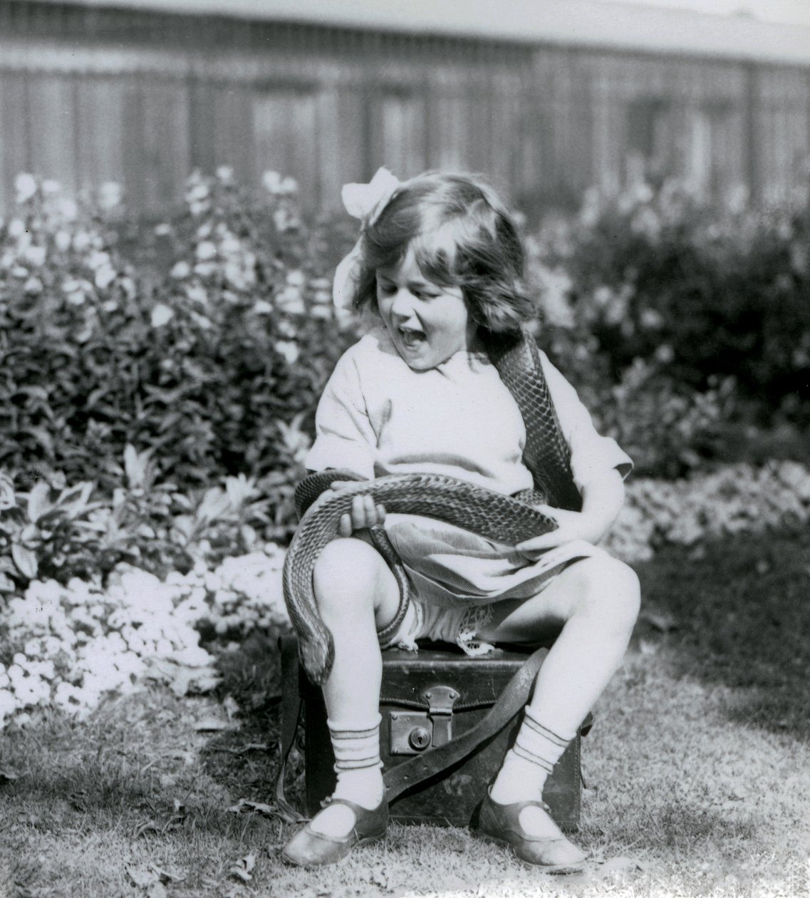 Una niña pequeña, Betty, sosteniendo una serpiente índigo oriental, mientras está sentada en un baúl de cuero, Zoológico de Londres, 1924 de Frederick William Bond