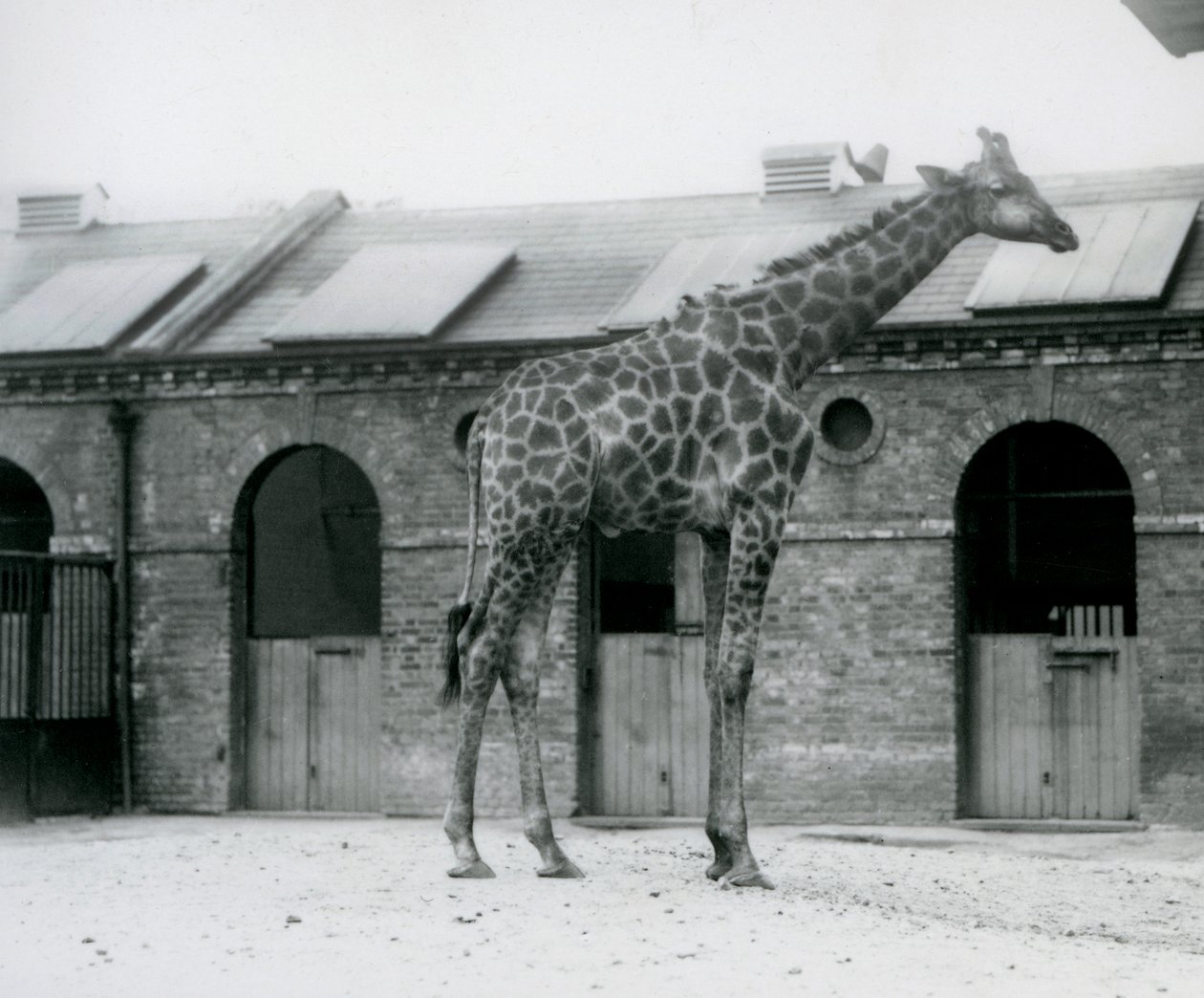 Una jirafa macho joven de pie en su corral frente a la Casa de las Jirafas, Zoológico de Londres de Frederick William Bond