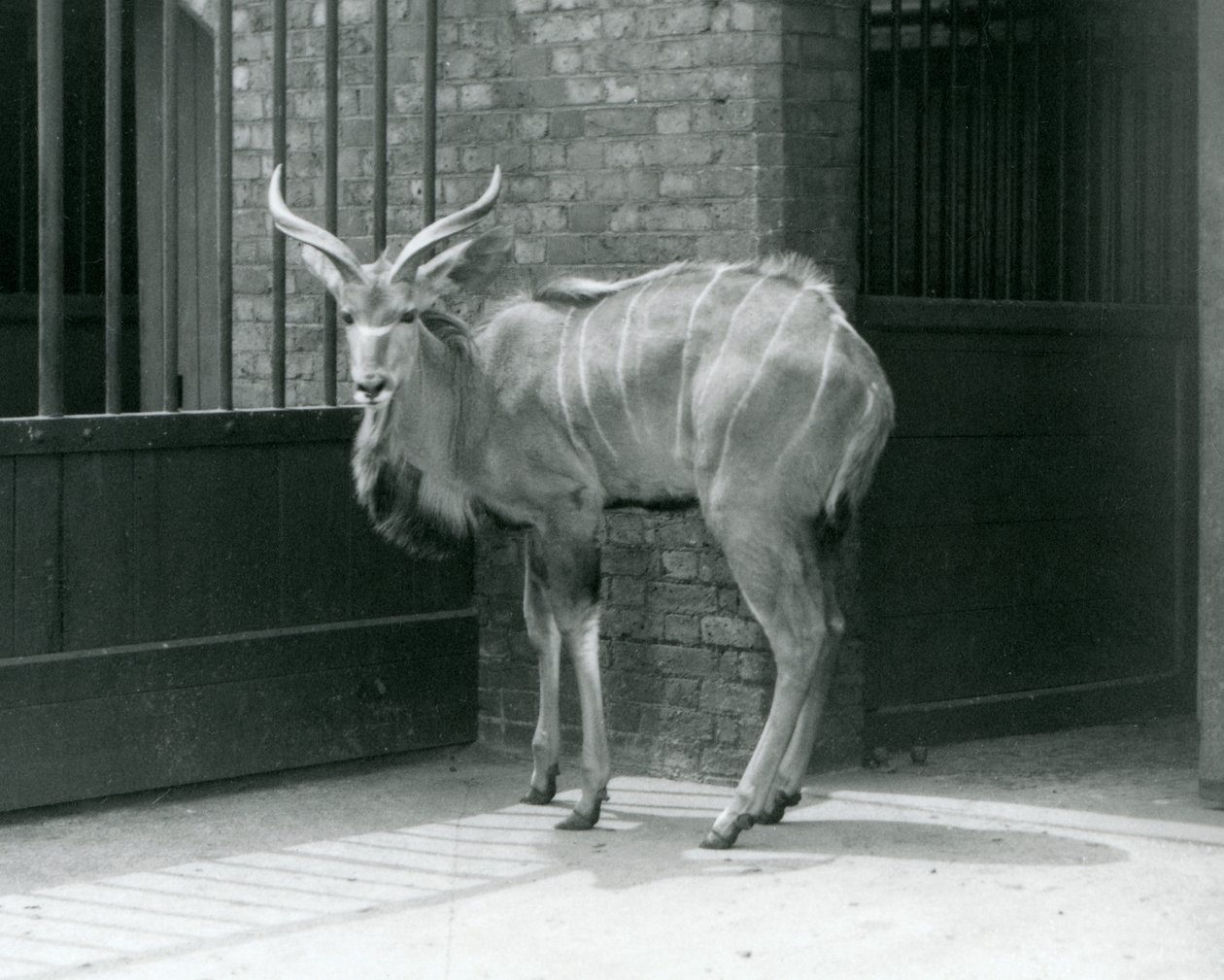 Un joven macho de Kudu Mayor en su recinto en el Zoológico de Londres en 1929 de Frederick William Bond