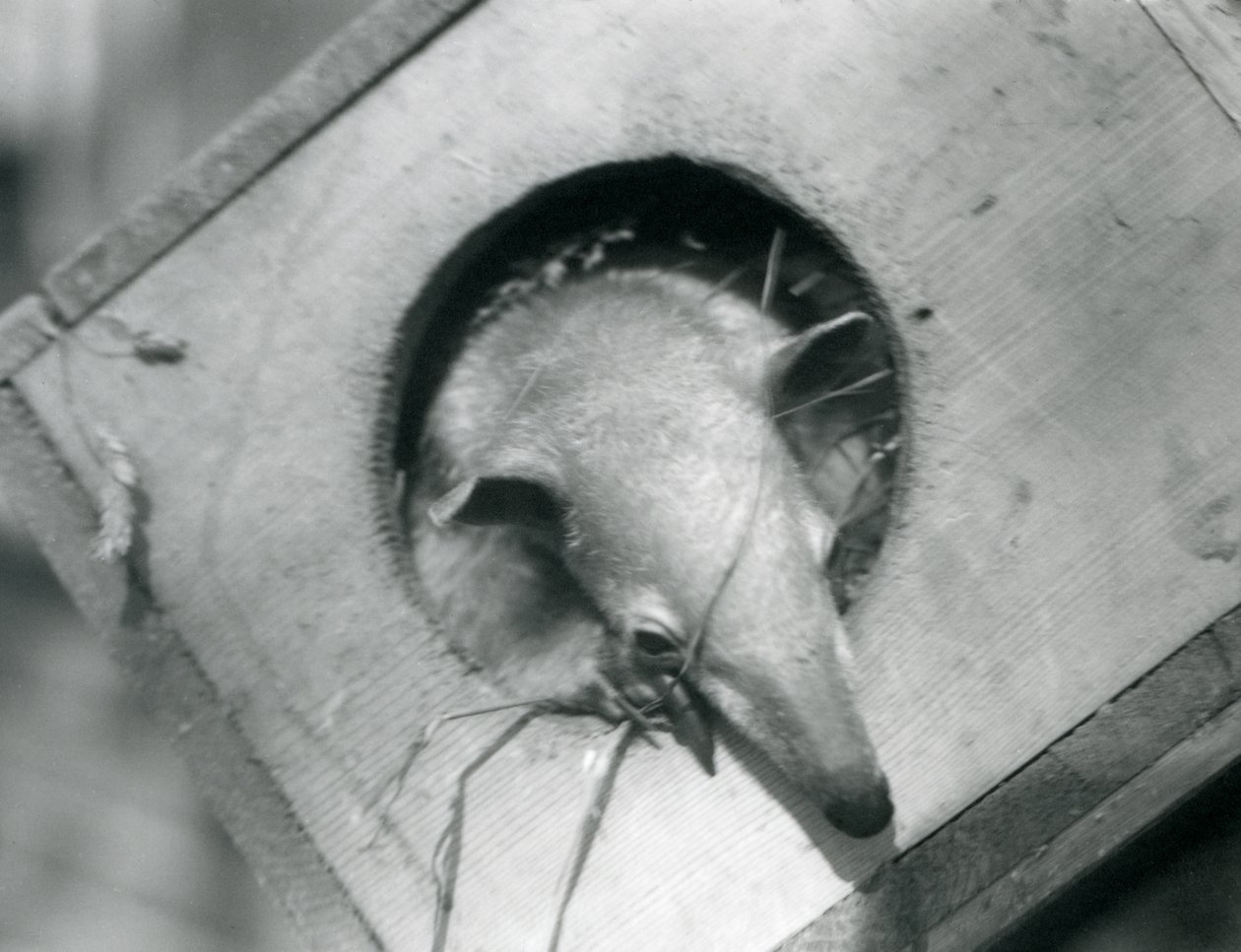 Un joven tamandúa asomándose de su caja de anidación, Zoológico de Londres, abril de 1925 de Frederick William Bond
