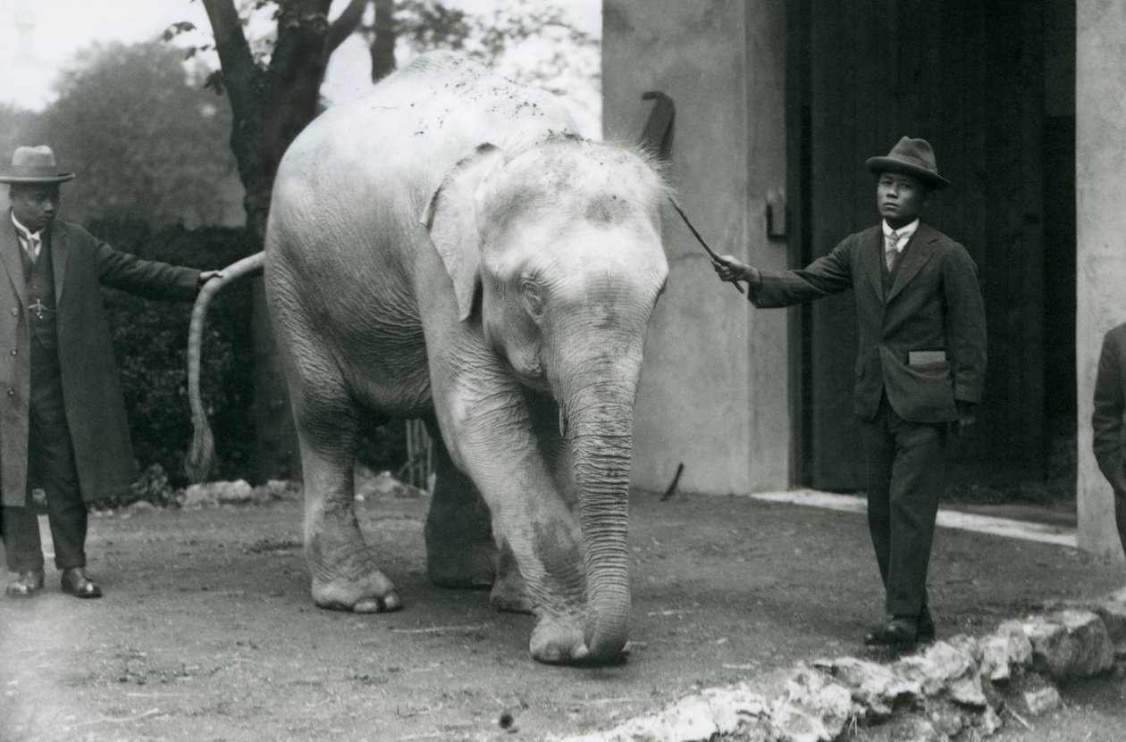 Elefante Birmano Albino Blanco Pawah con asistentes incluyendo al Dr. Saw Po Min, Zoológico de Londres, mayo de 1926 de Frederick William Bond