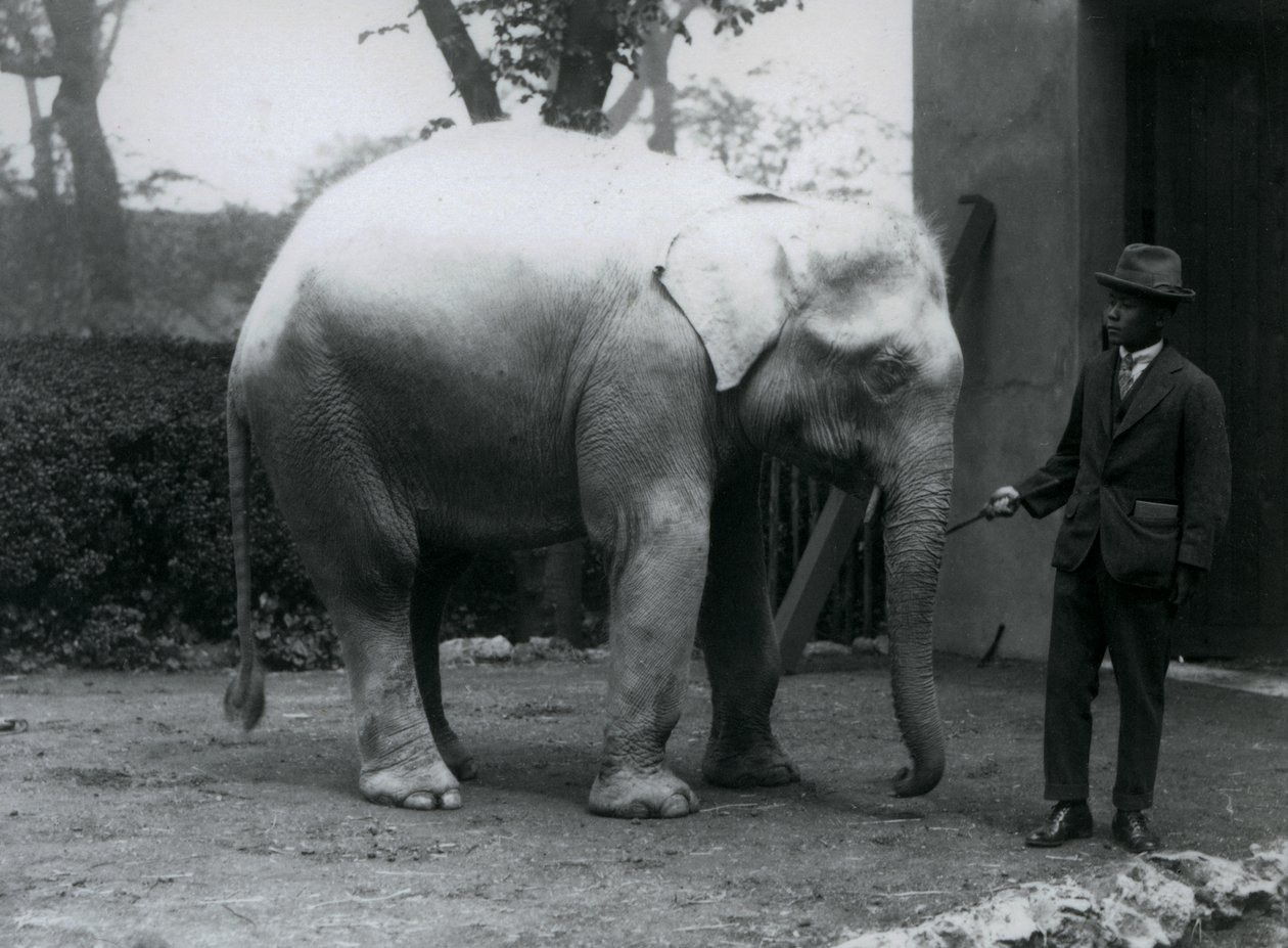 Elefante albino Pawah con el Dr. Saw Po Min, Zoológico de Londres, mayo 1926 de Frederick William Bond