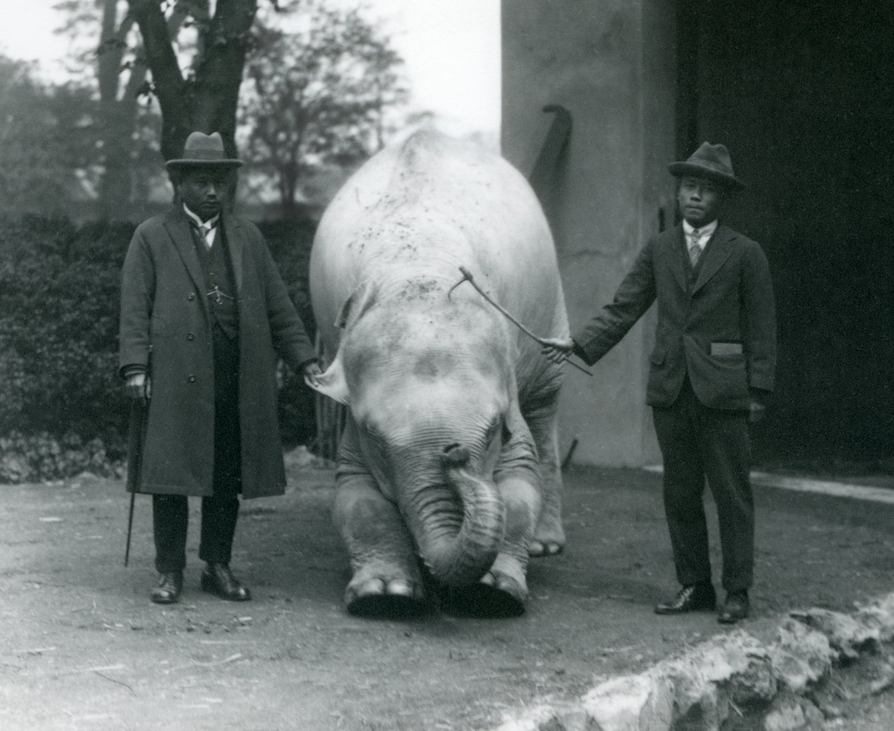 Elefante Albino Blanco Pawah con el Dr. Saw Po Min y su hijo, Zoológico de Londres, mayo de 1926 de Frederick William Bond