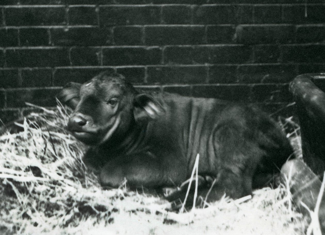 Un Búfalo del Cabo Africano, nacido en la menagerie el 8 de febrero de 1927, acostado en paja, Zoológico de Londres, febrero de 1927 de Frederick William Bond