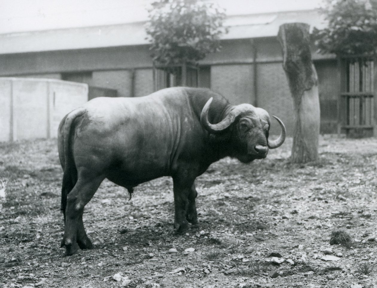 Un búfalo africano o búfalo del Cabo en su corral en el Zoológico de Londres, 1927 de Frederick William Bond