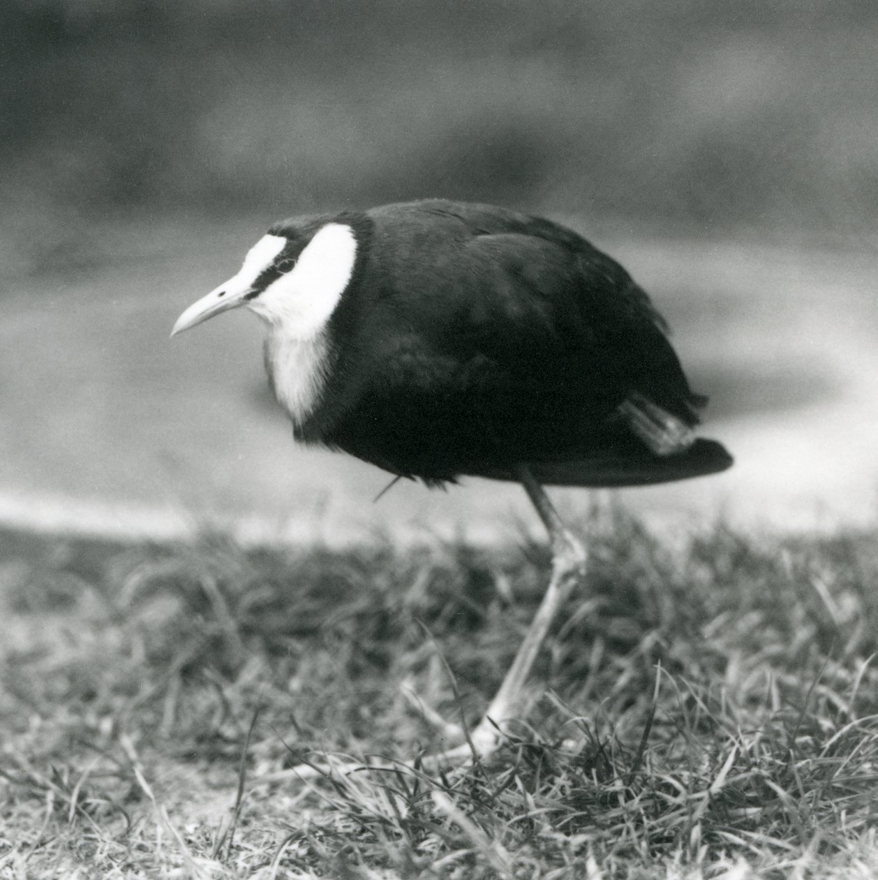 Un jacana africano de pie en el césped en el zoológico de Londres, agosto de 1927 de Frederick William Bond